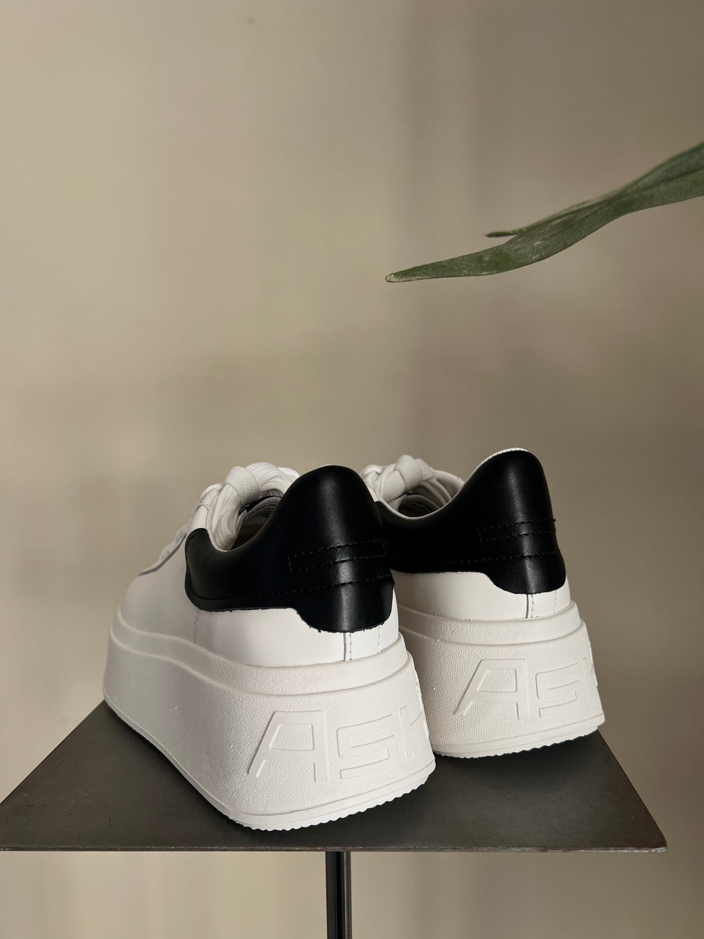 Sneakers Ash MOBY White