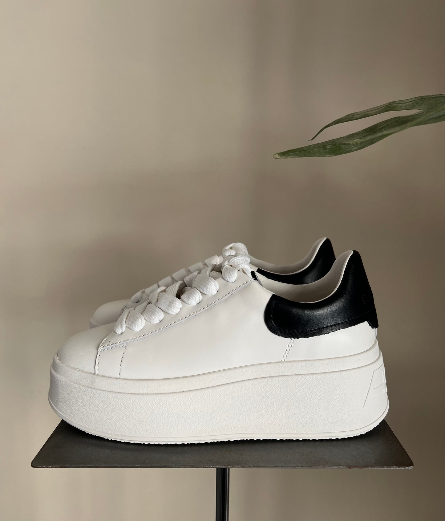 Sneakers Ash MOBY White