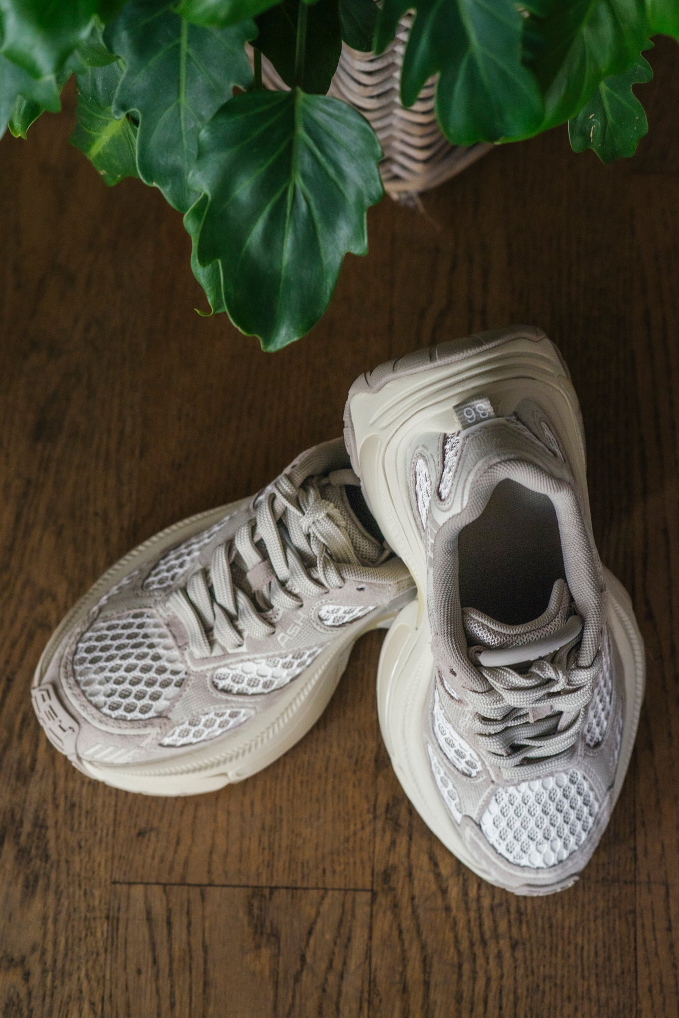 Sneakers Ash Mod. Dragon